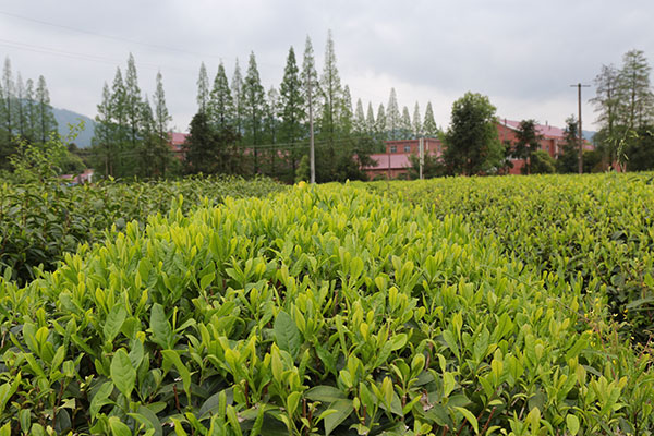 茶叶种植园地选择要求